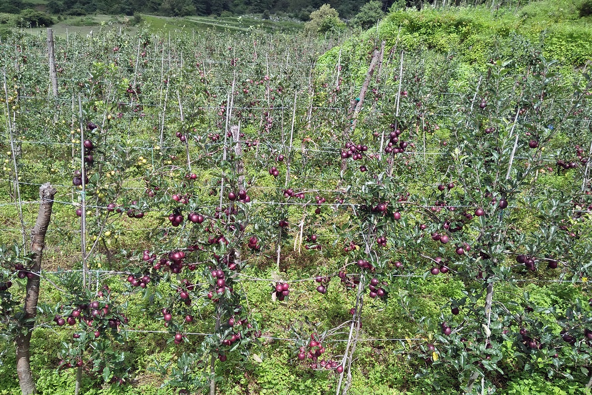 Apple manang (1)1692352381.jpg